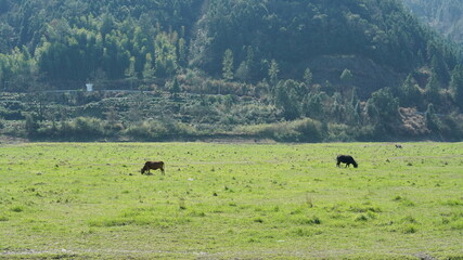 The river view with the water running over the grass land n the valley of the mountains
