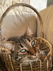 cat in a basket