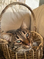 cat in a basket