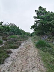 forest sand dune