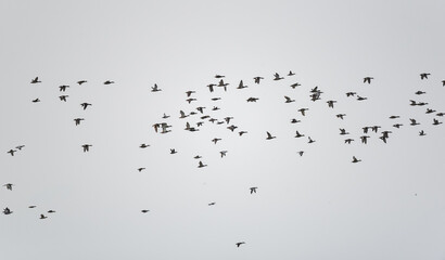 Birds and wildlife fauna of Danube Delta. Amazing landscapes of this beautiful part of Romania. Nature photography.