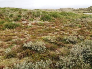 Danish nature 5
