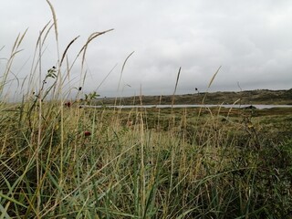 grass nature landscape