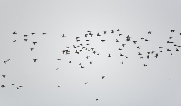 Birds and wildlife fauna of Danube Delta. Amazing landscapes of this beautiful part of Romania. Nature photography.