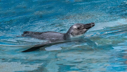 lpenguin Humboldt,ittle penguins for a walk 