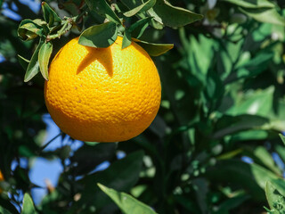oranges on tree