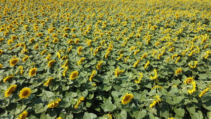 Sunflower field, top view. Sunflower plants bloom in a farmer's field.