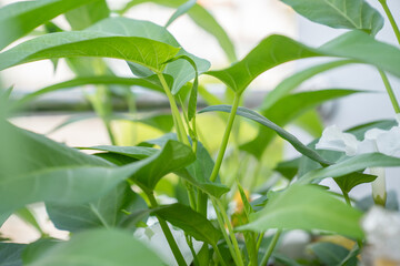 Water spinach