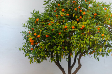 Orange garden with ripening orange fruits on the trees with green leaves