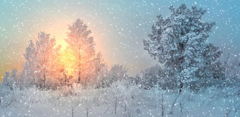 sunset in the winter forest 