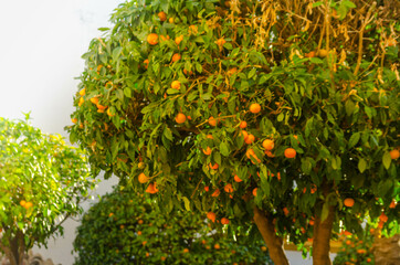 Fototapeta na wymiar Orange garden with ripening orange fruits on the trees with green leaves