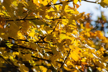 Autumn leaves on the sun. Fall blurred background