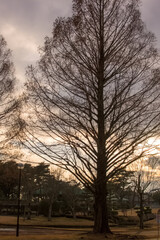 View of a park with metasequoia trees at sunset, Japan