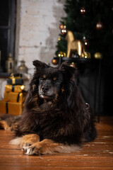 The dog is posing in a Christmas setting. A beautiful dog of unknown breed. Individuality. New Year's atmosphere. Holiday concept.