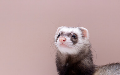 The cute funny ferret portrait banner copy space