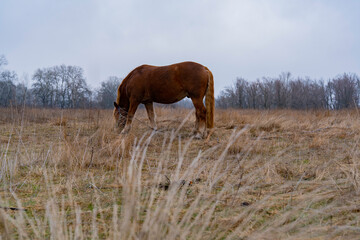 Brown horse eating grass in the middle of a field 