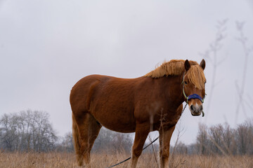 Brown horse in the middle of a field in late autumn