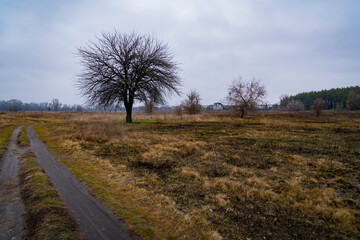 Burnt tree in the middle of a burnt-out field in late autumn