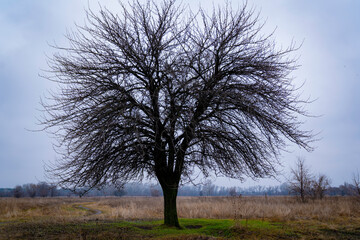 Obraz premium Burnt tree in the middle of a field in late autumn