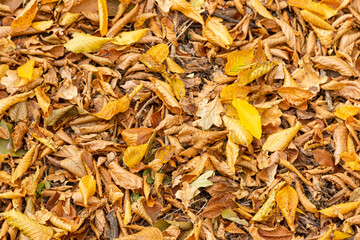 Colorful backround image of fallen autumn leaves perfect for seasonal use