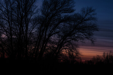 sunset in the forest