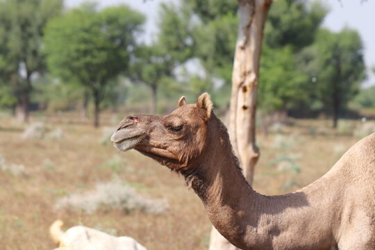 close up photo of camel neck