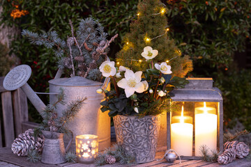Winter-Gartendekoration mit Christrose im vintage Topf, Koniferen und Kerzenlicht
