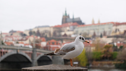 Nice white seagull sitting on on the railing on the embankment the Vltava river in Prague, Czech Republic. Famous tourist attractions of Prague Castle and St. Vitus Cathedral on blurred background.