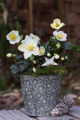 Christrose in Zink-Topf im Wintergarten