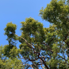 trees in the park