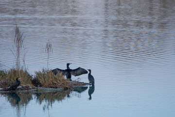 Cormorants at the lake