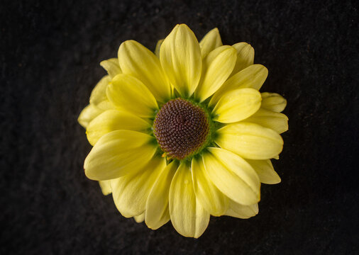 Studio shot of flower on black background. View above.