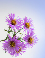 bouquet of beautiful purple chrysanthemums on a white background