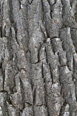 tree bark texture Background texture