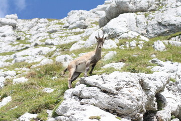 Cima di Terra Rossa