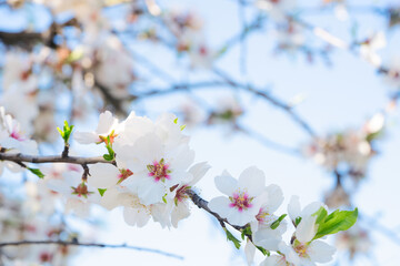 almond tree bloom