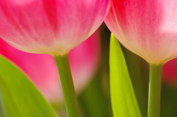 赤いチューリップ