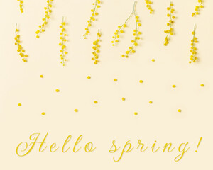 Mimosa flowers close up, blooming tree branches, Spring season background. Fluffy yellow bloom acacia balls, springtime festive symbol. Text hello spring. Top view,  monochrome pastel colors