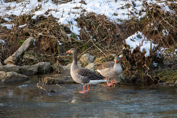 goose on the shore