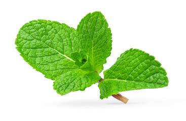 Mint leaves isolated on white background. Design element.