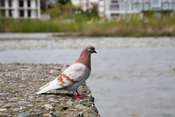 Closeup of domestic pigeon Columba livia domestica perched on stone pier by water on sunny day.