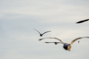 Wild geese in flight