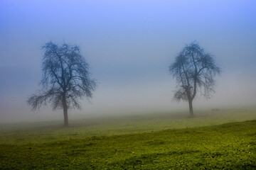 Obraz na płótnie Canvas Bäume im Nebel