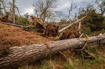 Roughting Linn Storm Damage. The small wooded valley of Roughting Linn left broken following a storm, the burn is barely visible under the trees in north Northumberland near Chatton