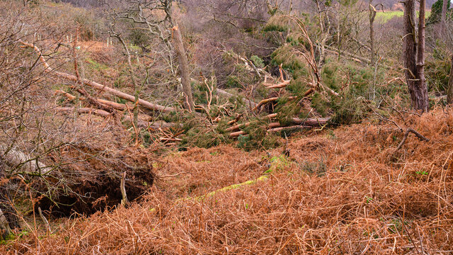 Storm Damage at Roughting Linn Burn. The small wooded valley of Roughting Linn left broken following a storm, the burn is barely visible under the trees in north Northumberland near Chatton