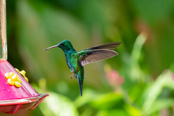 Iridescent Blue-chinned Sapphire hummingbird, Chlorestes Notata, hovering by a hummingbird feeder in a garden with flowers blurred in the background.