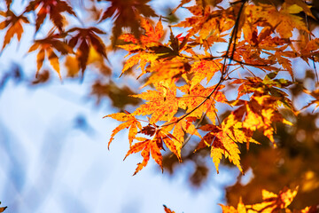 Fototapeta na wymiar 鮮やかな色に紅葉した山の上の木