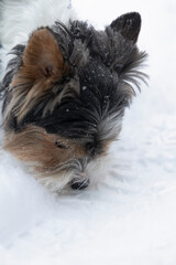 Shaggy head Yorkshire terrier called Beaver York in winter time closeup