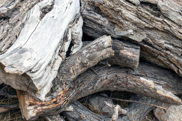 Fototapeta na wymiar bark texture