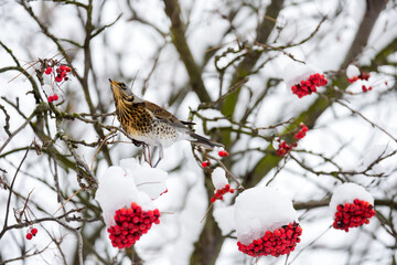 Fieldfare (Turdus pilaris) eating red rowan berries in winter